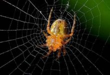 nginx 301 跳转搜索引擎蜘蛛爬虫-学课SEO