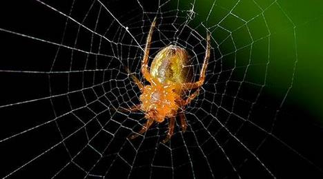 nginx 301 跳转搜索引擎蜘蛛爬虫